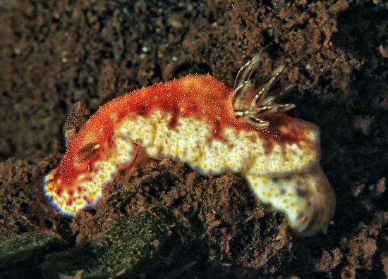  Goniobranchus collingwoodi (Sea Slug)